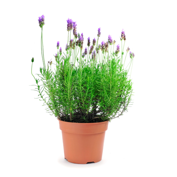 Lavender