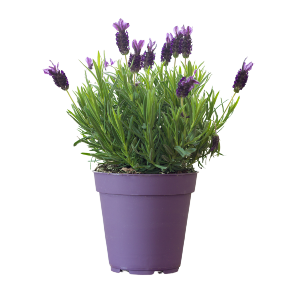 Lavender