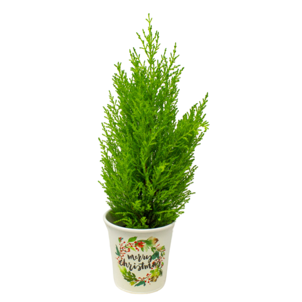 Lemon Cypress