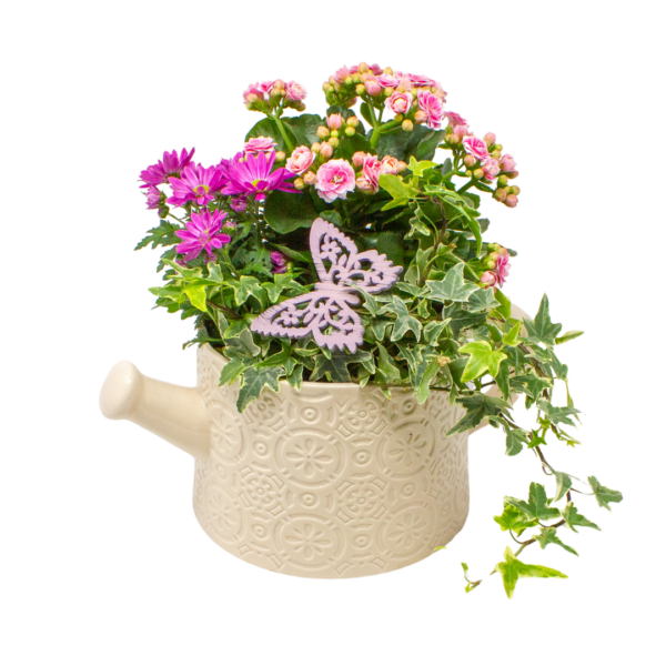 Dish Gardens