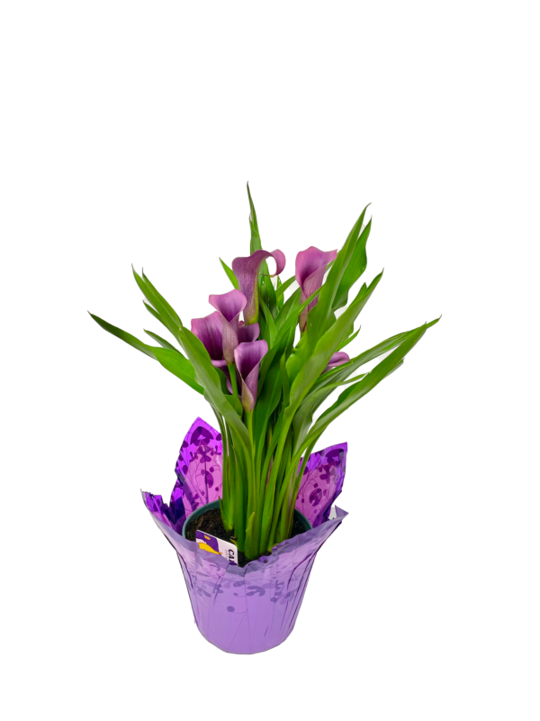 Calla Lily