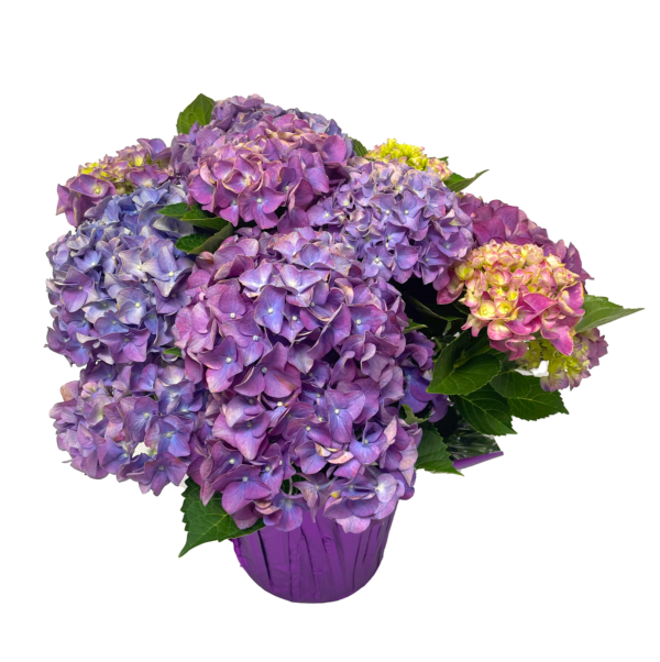 Hydrangea
