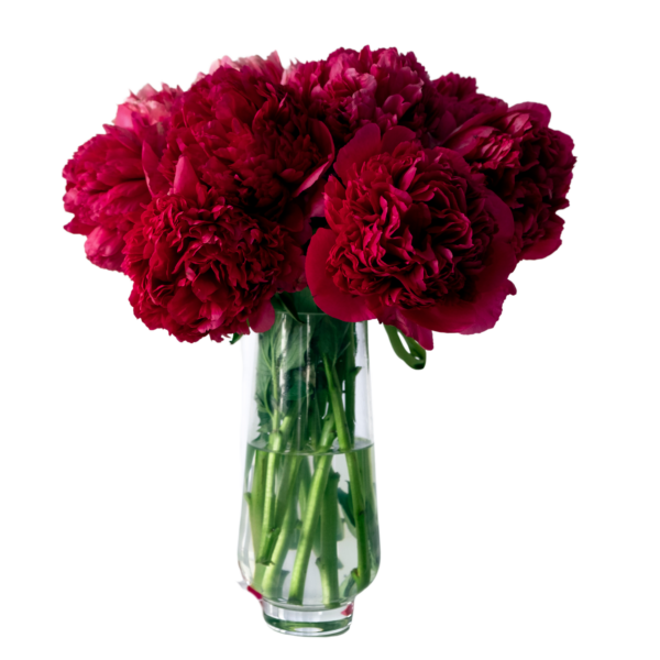 Peonies