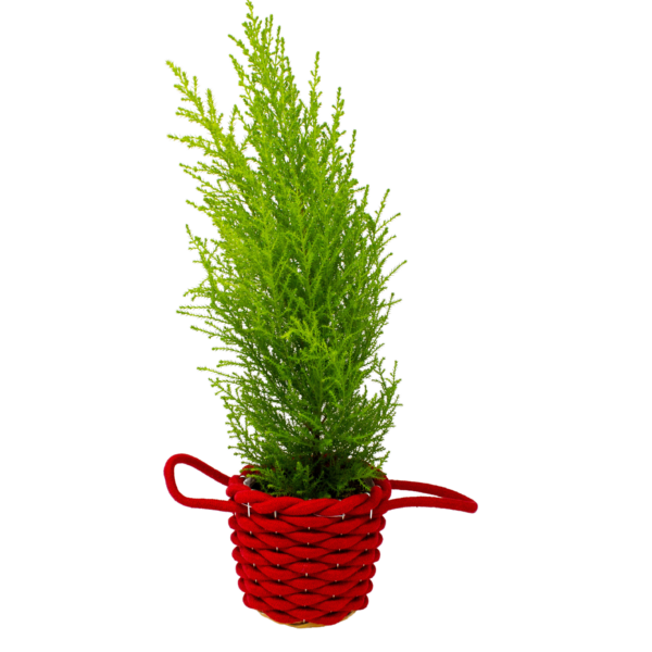 Lemon Cypress