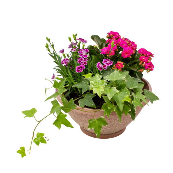 Dish Gardens