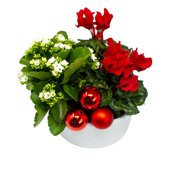 Dish Gardens