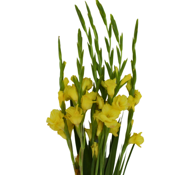 Gladiolus
