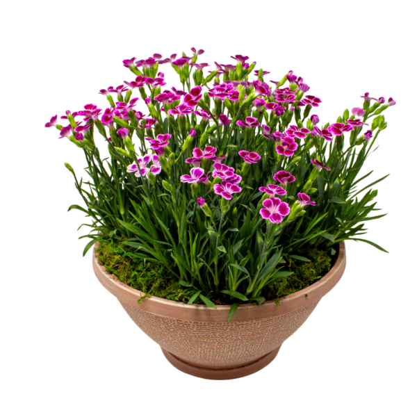 Dianthus